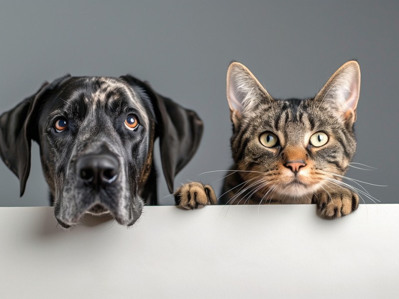 Medidas fiscales para Andalucía. Ley&nbsp;8/2025