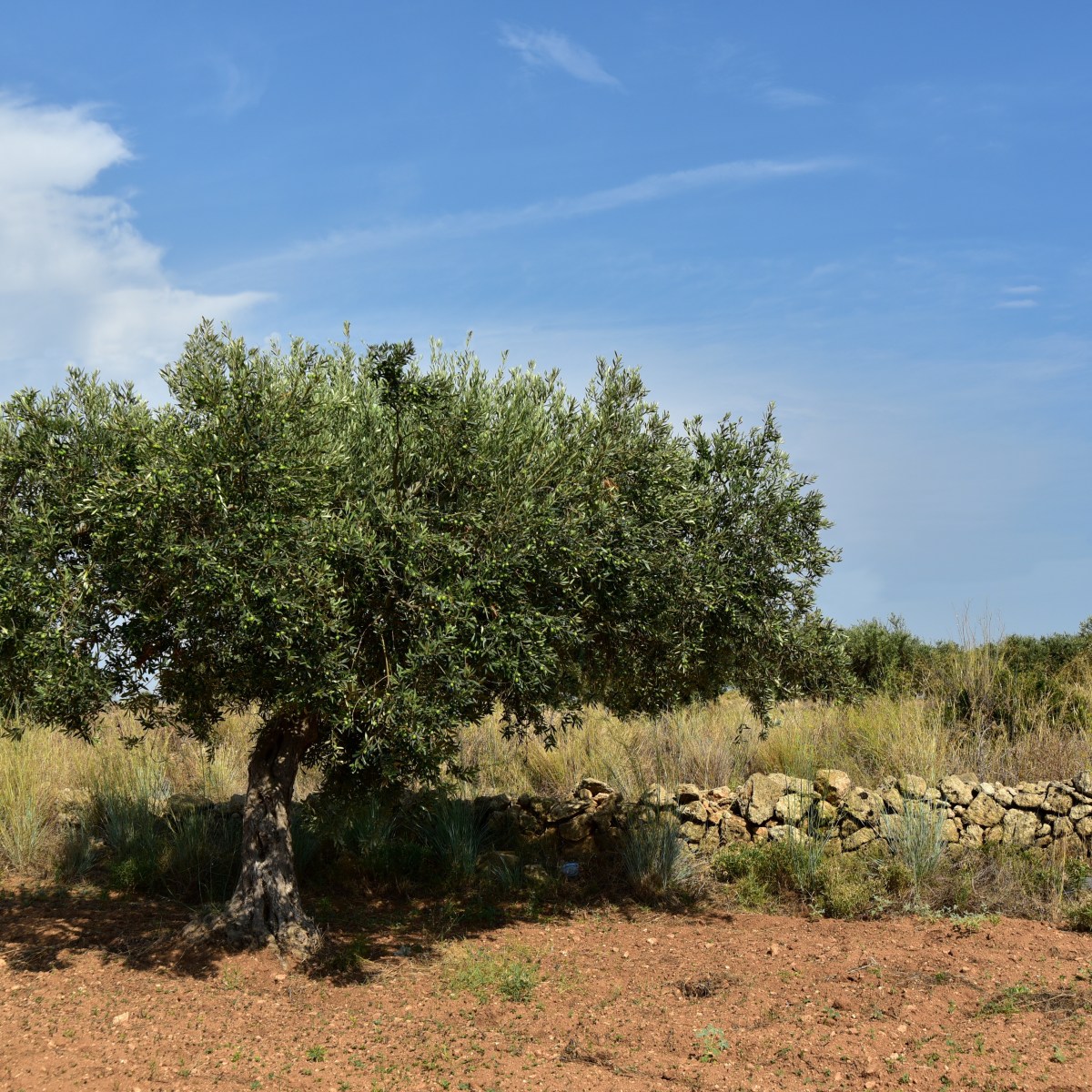 La Renta Agraria