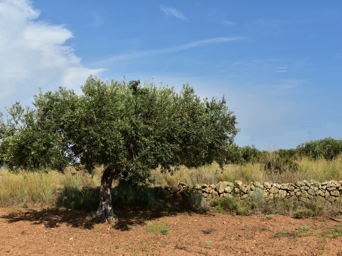 La Renta Agraria